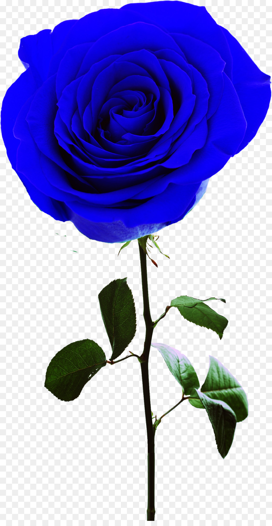 Rosa Galla，Roses Centifolia PNG