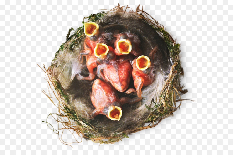 Bébés Oiseaux，Nid PNG