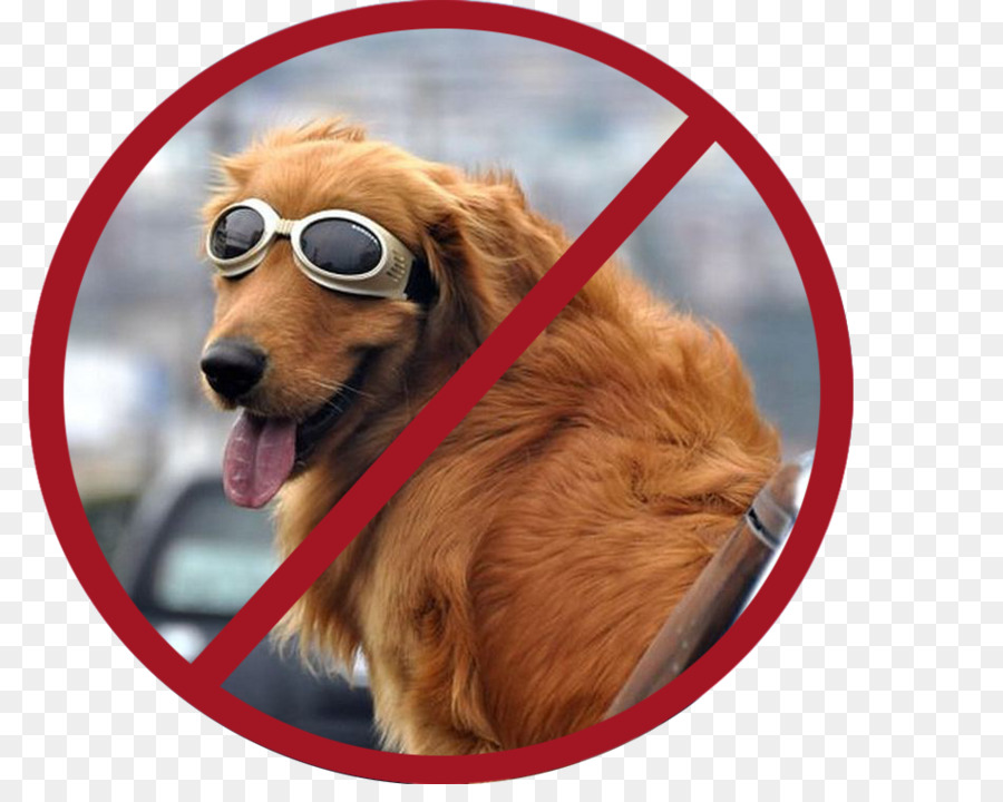 Golden Retriever，Voiture PNG