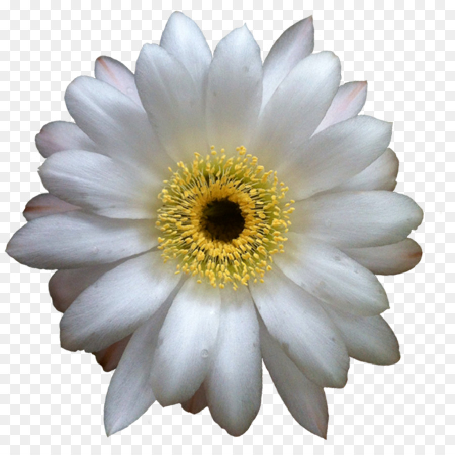 Marguerite Blanche，Marguerite PNG