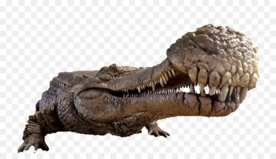 Crocodile，Reptile PNG