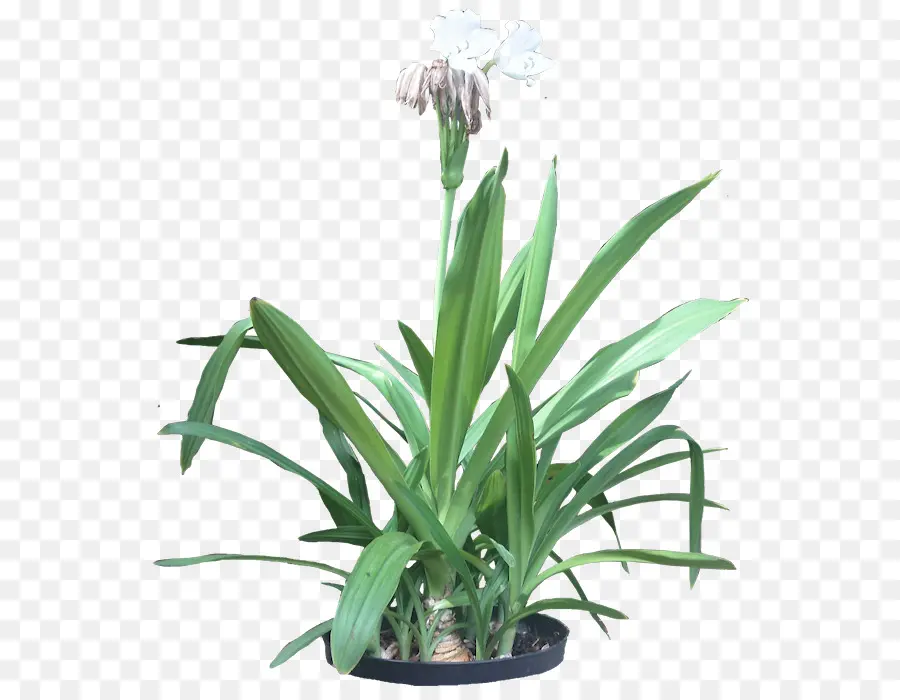 Plante Verte，Feuilles PNG