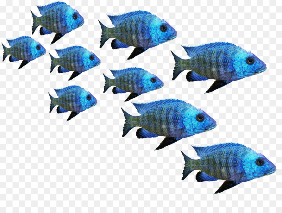 Poisson Bleu，Aquatique PNG