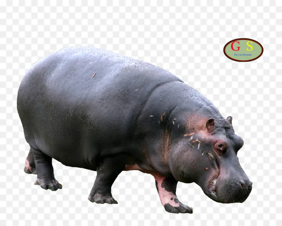 Hippopotame，Faune PNG