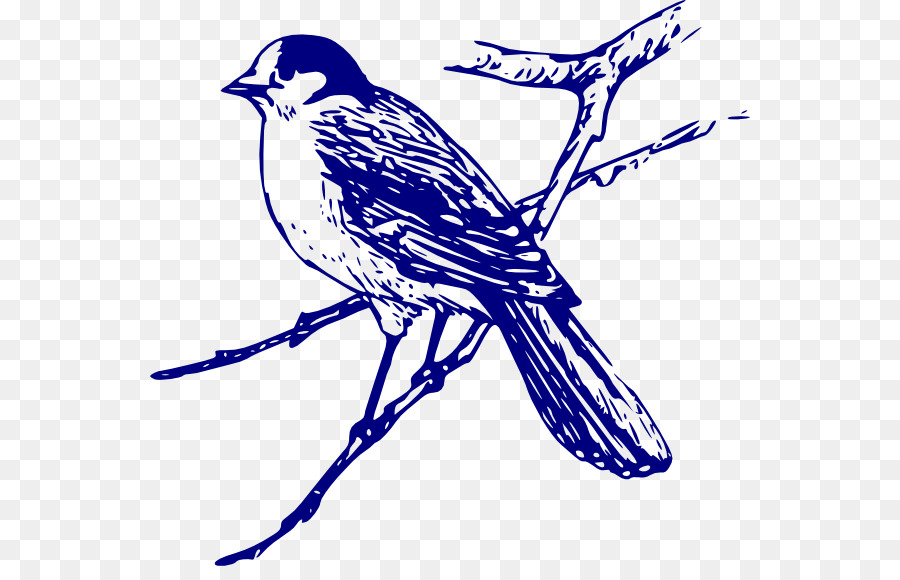 Oiseau，Bluebird PNG