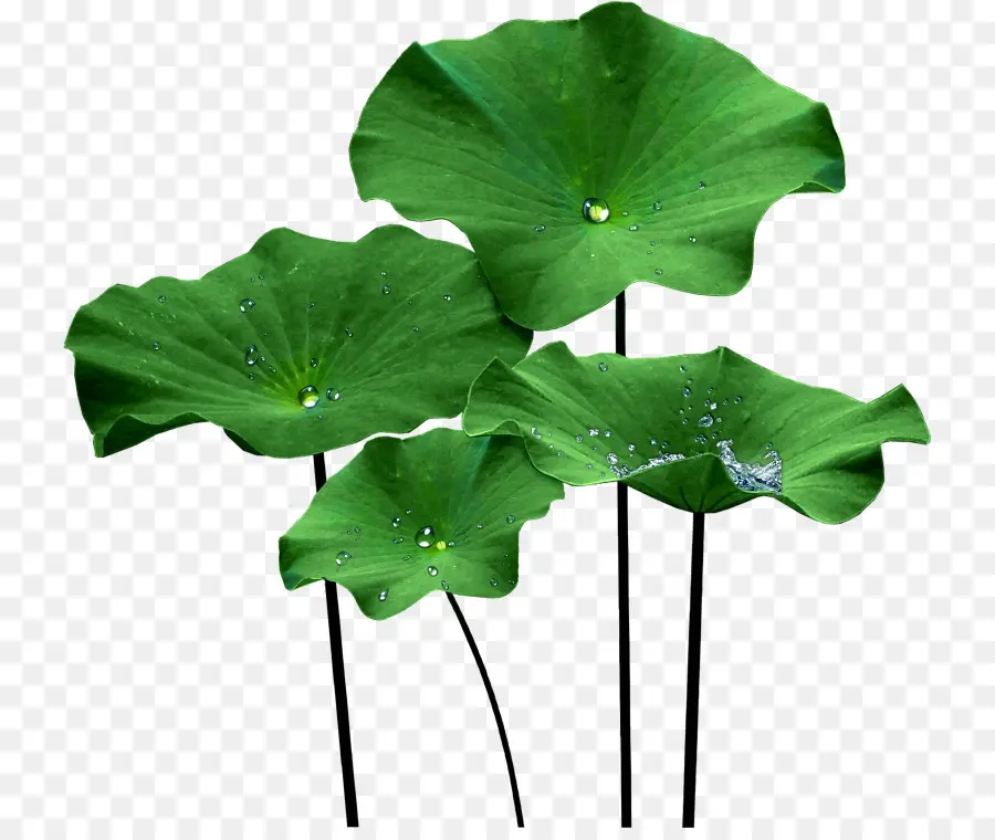 Feuilles De Lotus，Eau PNG