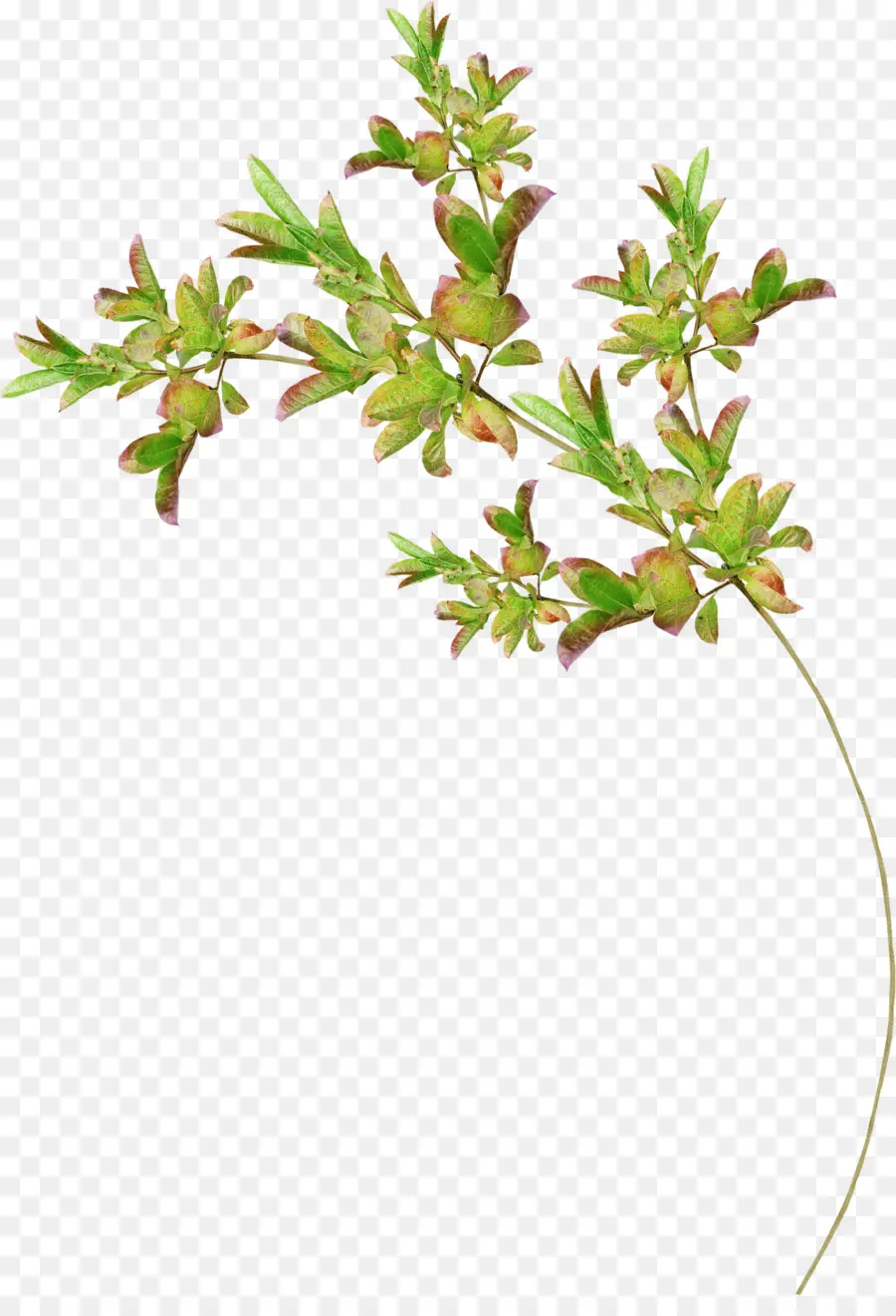 Plante Verte，Feuilles PNG