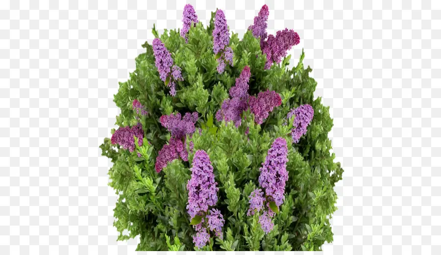 Fleurs Violettes，Floraison PNG