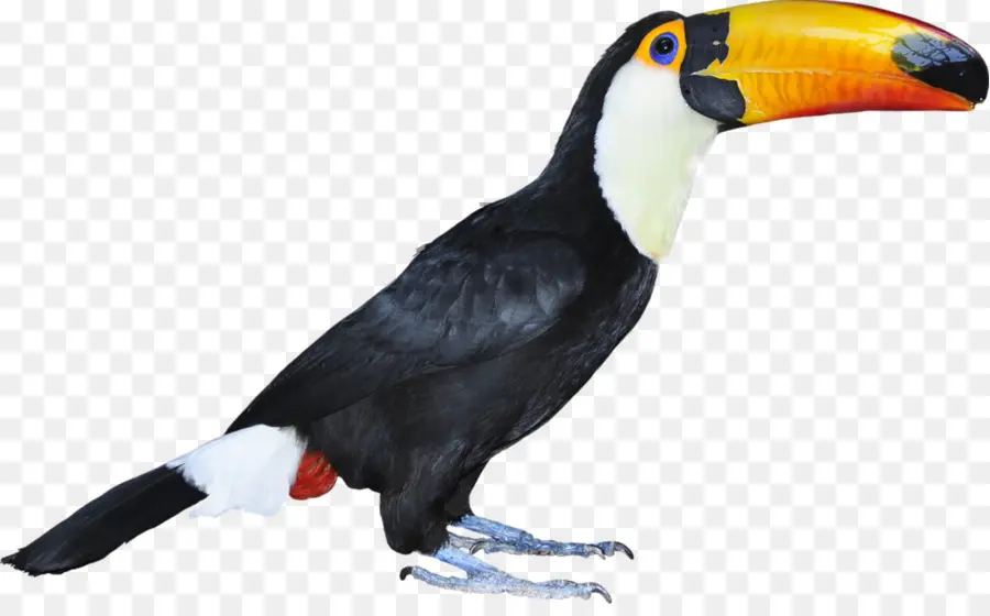 Toucan，Bec PNG