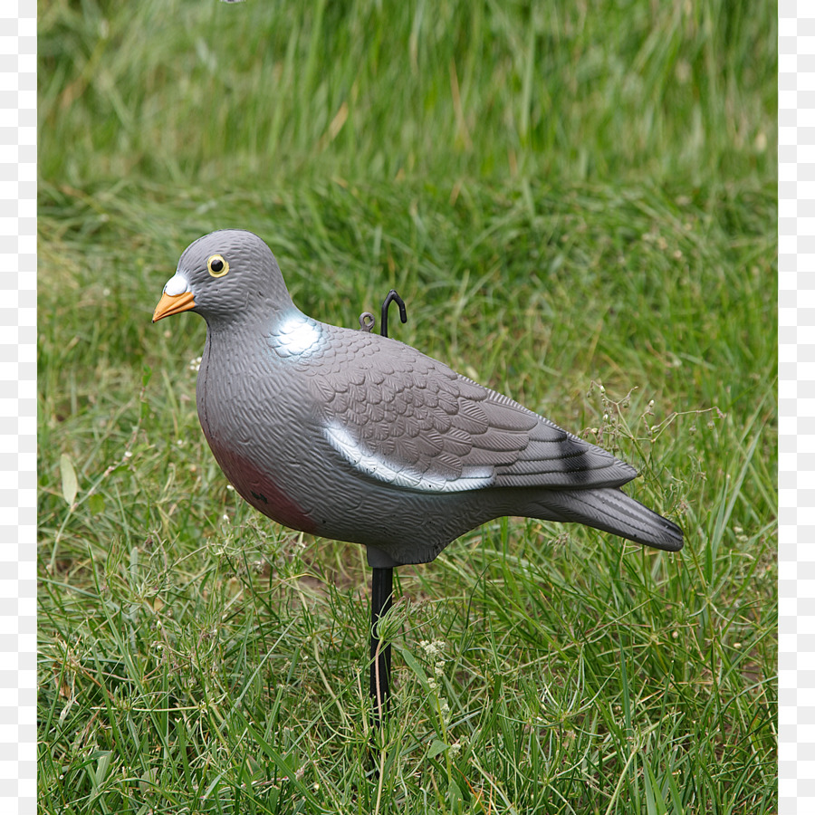 Columbidae，Palombe PNG