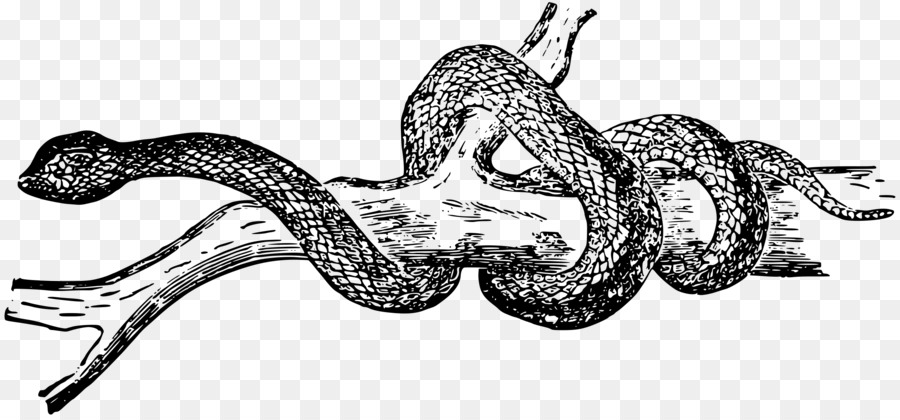 Serpent，Reptile PNG