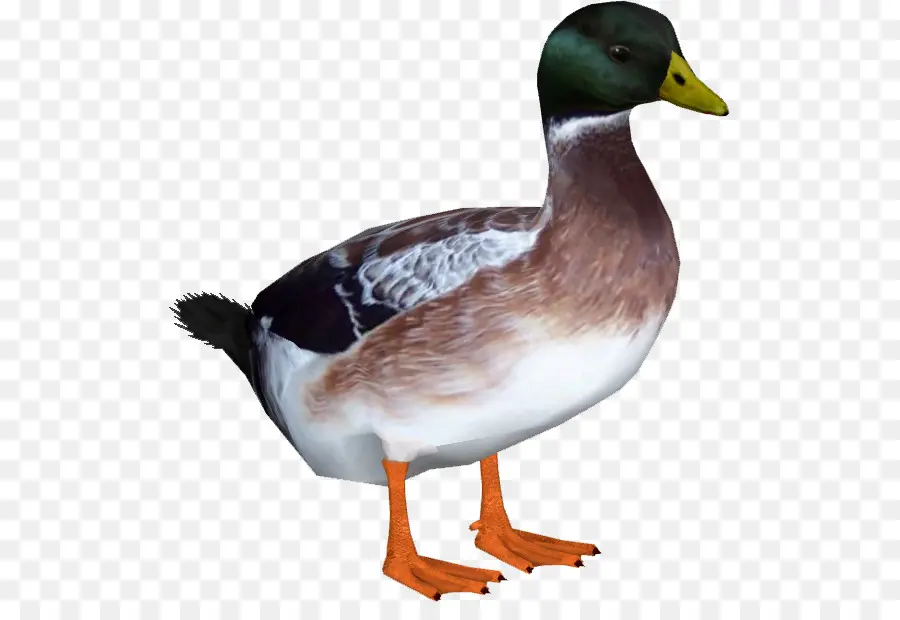 Canard，Oiseau PNG