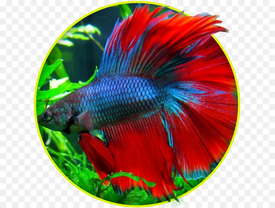 Poisson Betta Coloré，Aquarium PNG