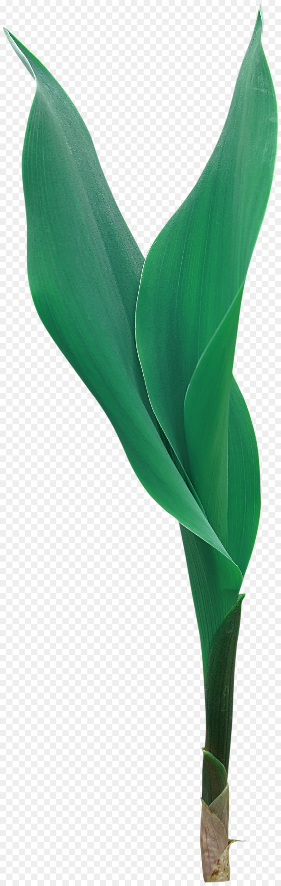 Arum，Arum Lys PNG