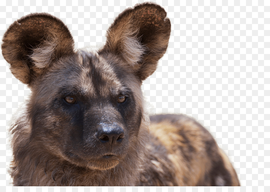 Chien Sauvage，Oreilles PNG