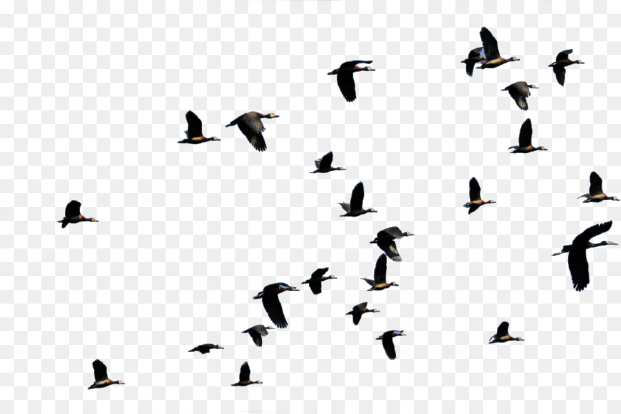 Oiseau Vol Canard Png Oiseau Vol Canard Transparentes Png Gratuit