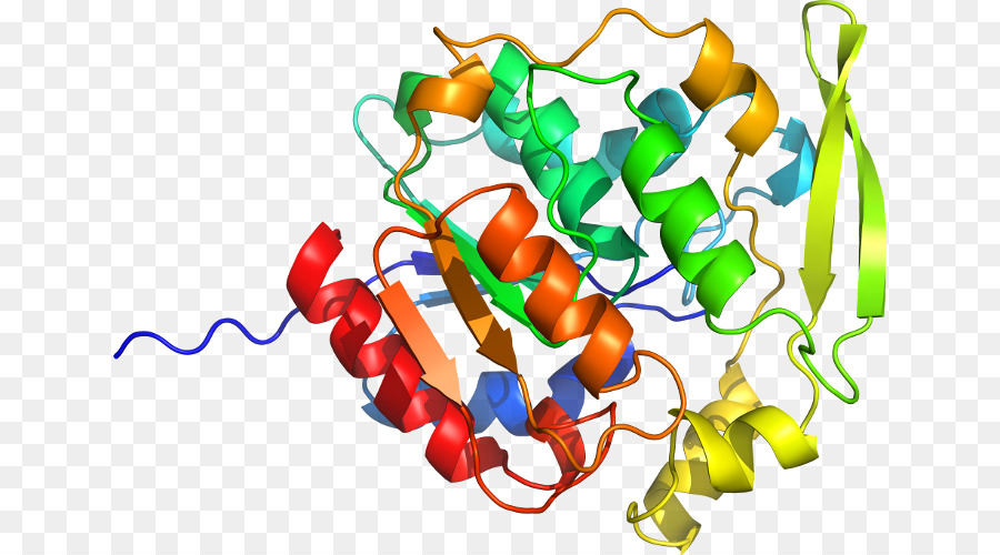 Structure Protéique Colorée，Protéine PNG