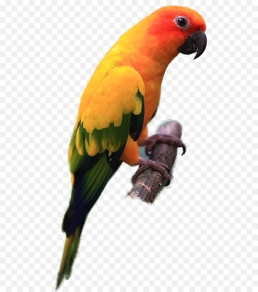 Perroquet Coloré，Oiseau PNG