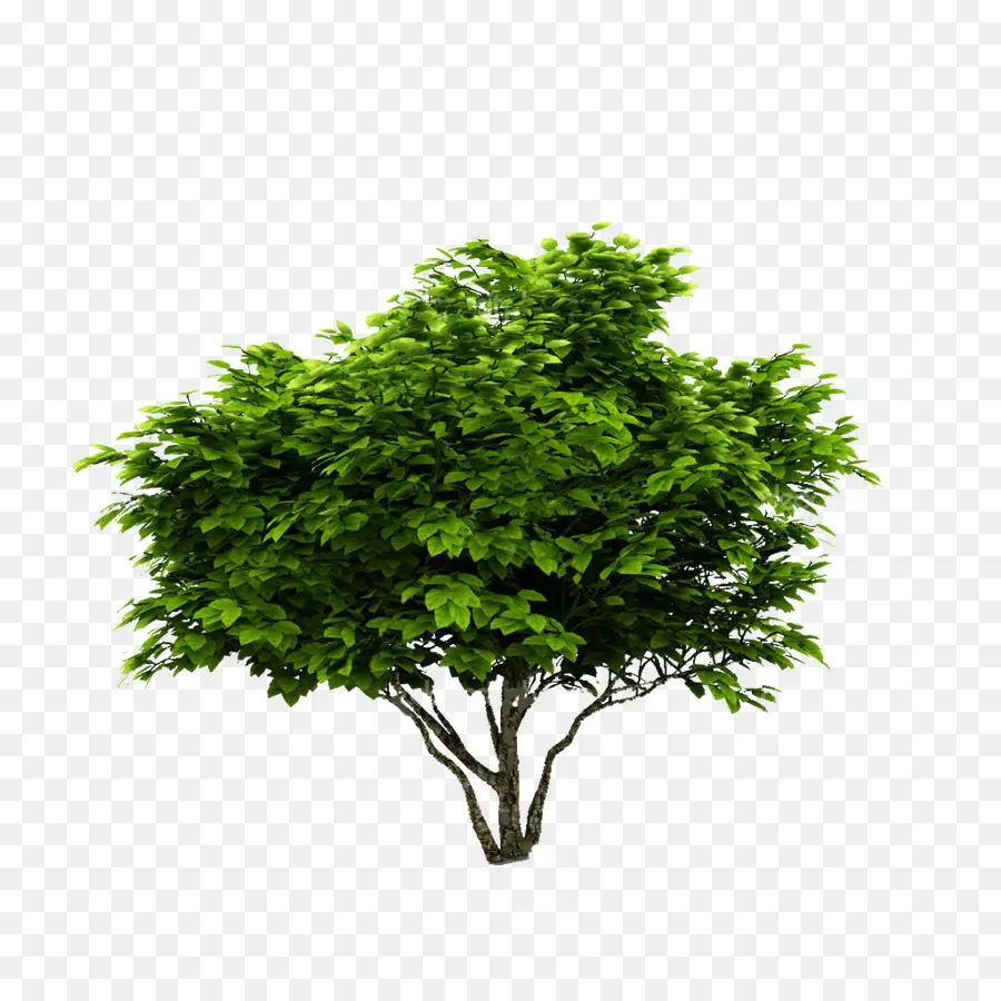 Arbre，Arbuste PNG