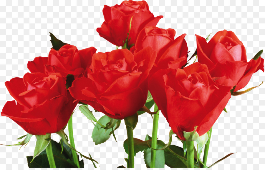 Roses Rouges，Fleurs PNG