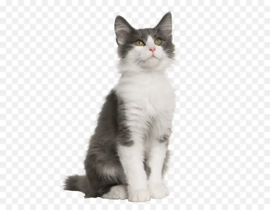 Chat Blanc，Animal De Compagnie PNG