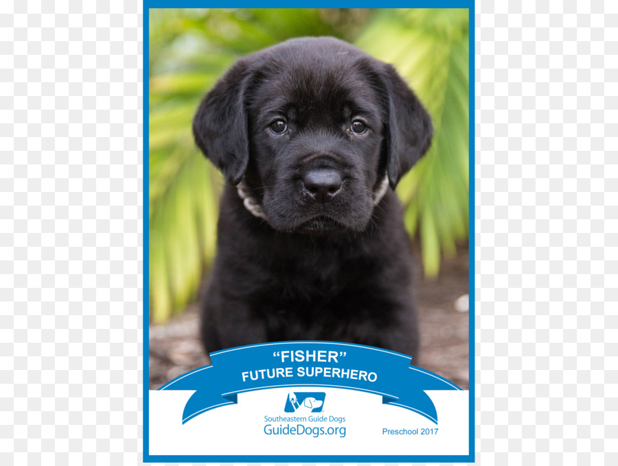 Le Labrador Retriever，Flatcoated Retriever PNG