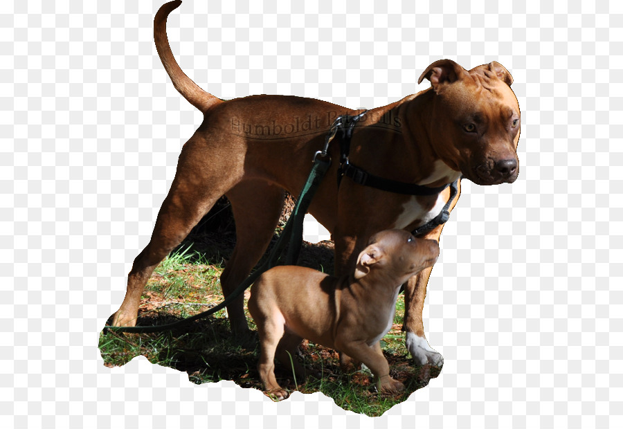 Chiens，Chiot PNG