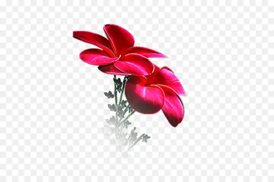 Fleurs Rouges，Fleurs PNG