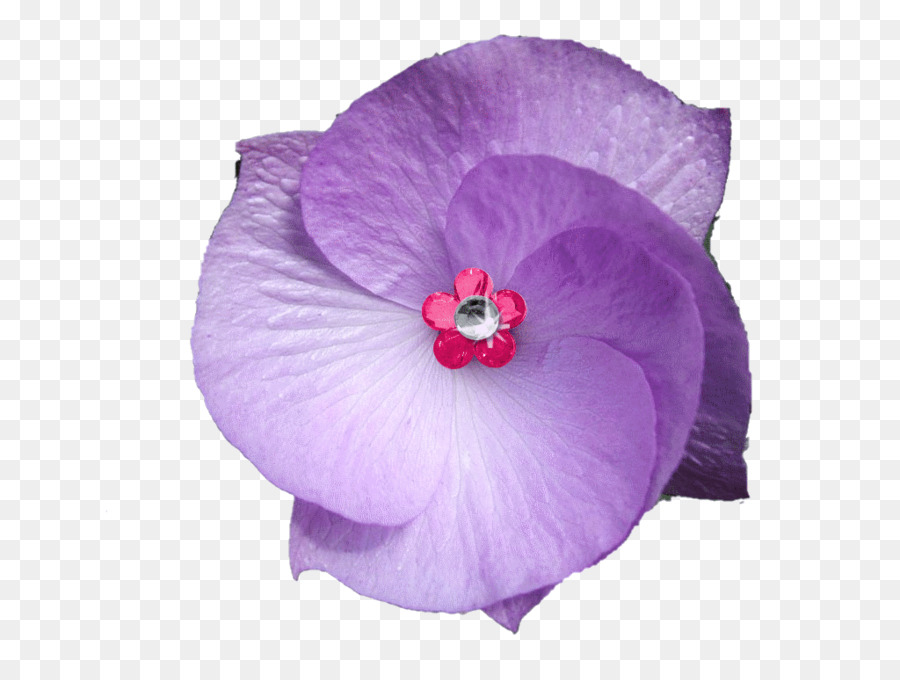 Fleur Violette，Pétales PNG