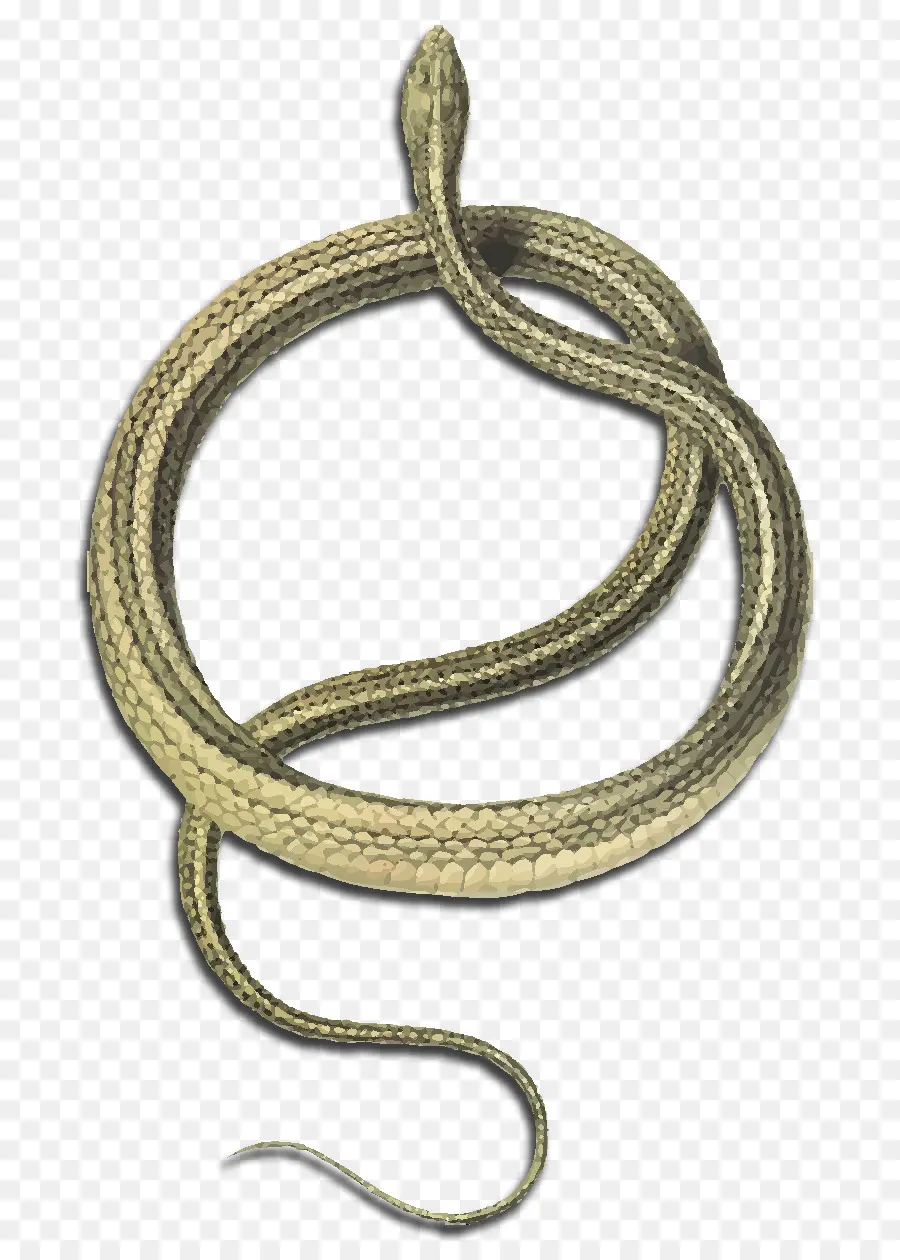 Serpent，Reptile PNG