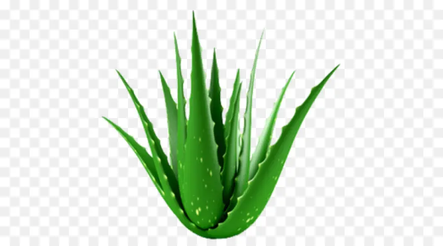 L Aloe Vera，Plante PNG