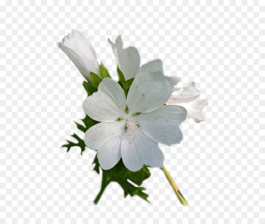 Fleur，Net PNG