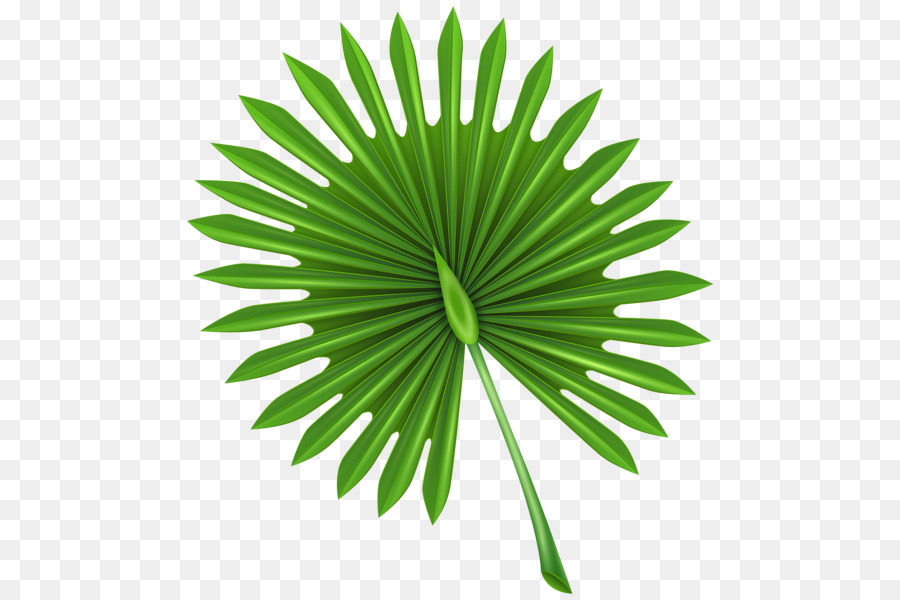 Feuille Verte，Palmier PNG