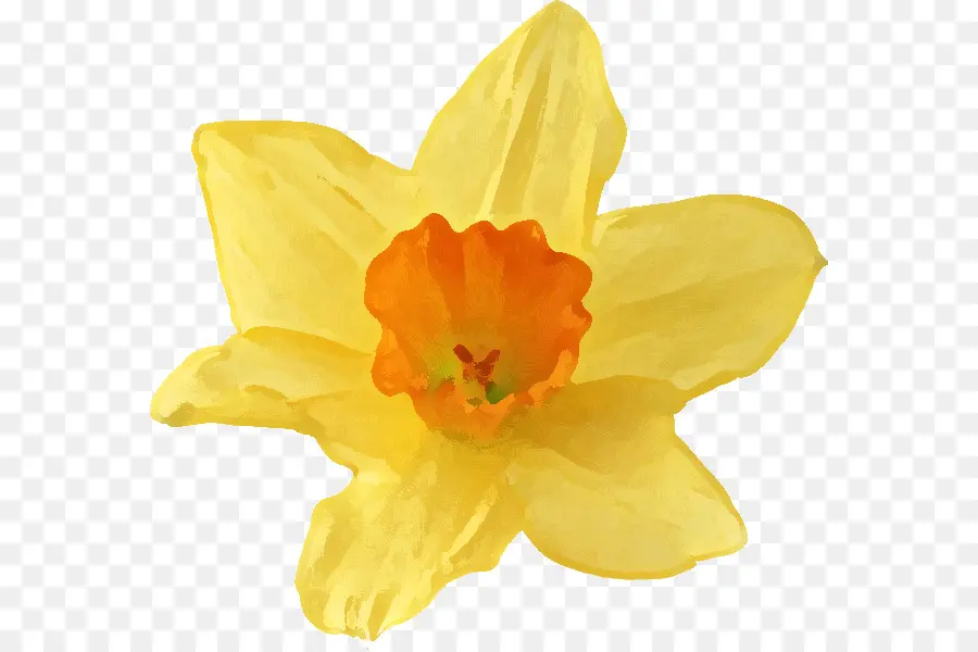 Fleur，Narcisse Jonquilla PNG