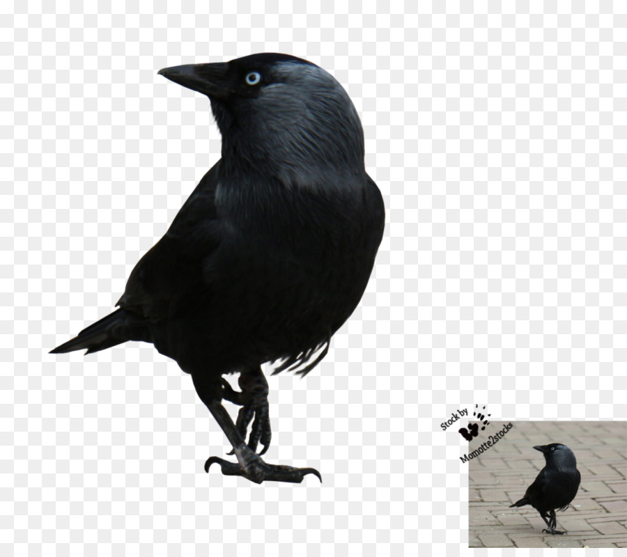 Oiseau Noir，Corbeau PNG