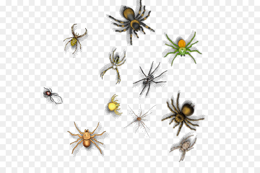 Araignées，Arachnides PNG