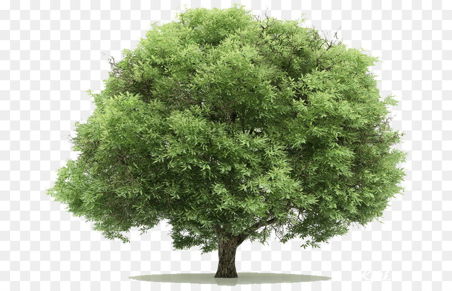 Arbre Vert，Nature PNG