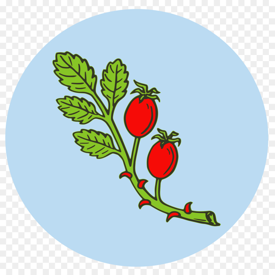 Rose Hip，Thé PNG