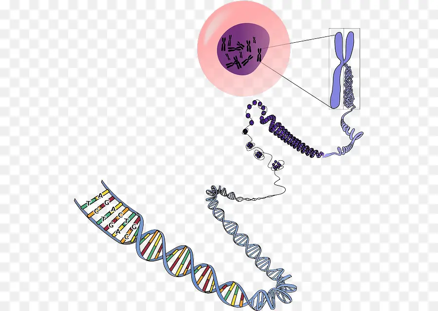 Structure De L'adn，Génétique PNG