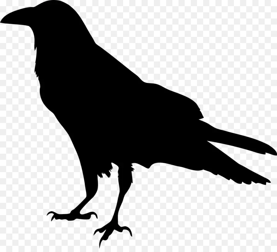 Corbeau Noir，Silhouette PNG