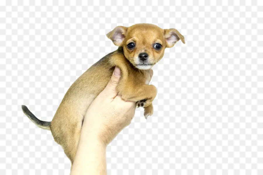 Petit Chiot Mignon，Main PNG