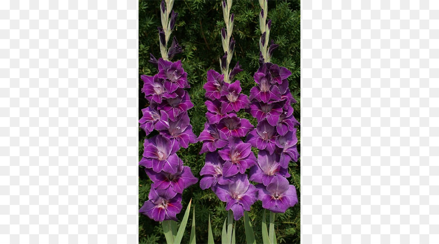 Fleurs Violettes，Glaïeul PNG