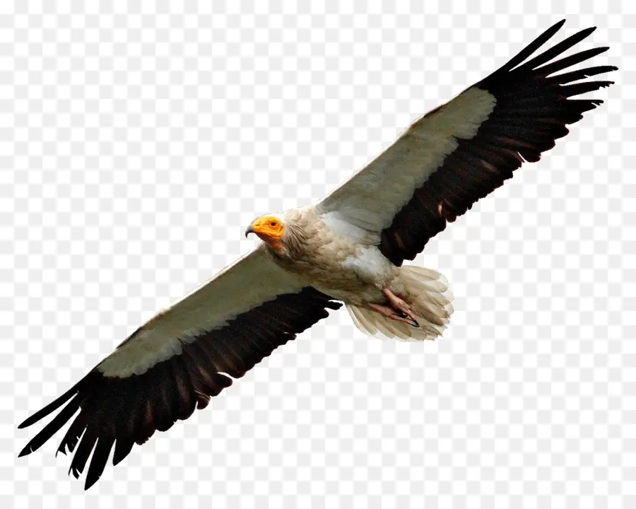 Aigle，Vol PNG