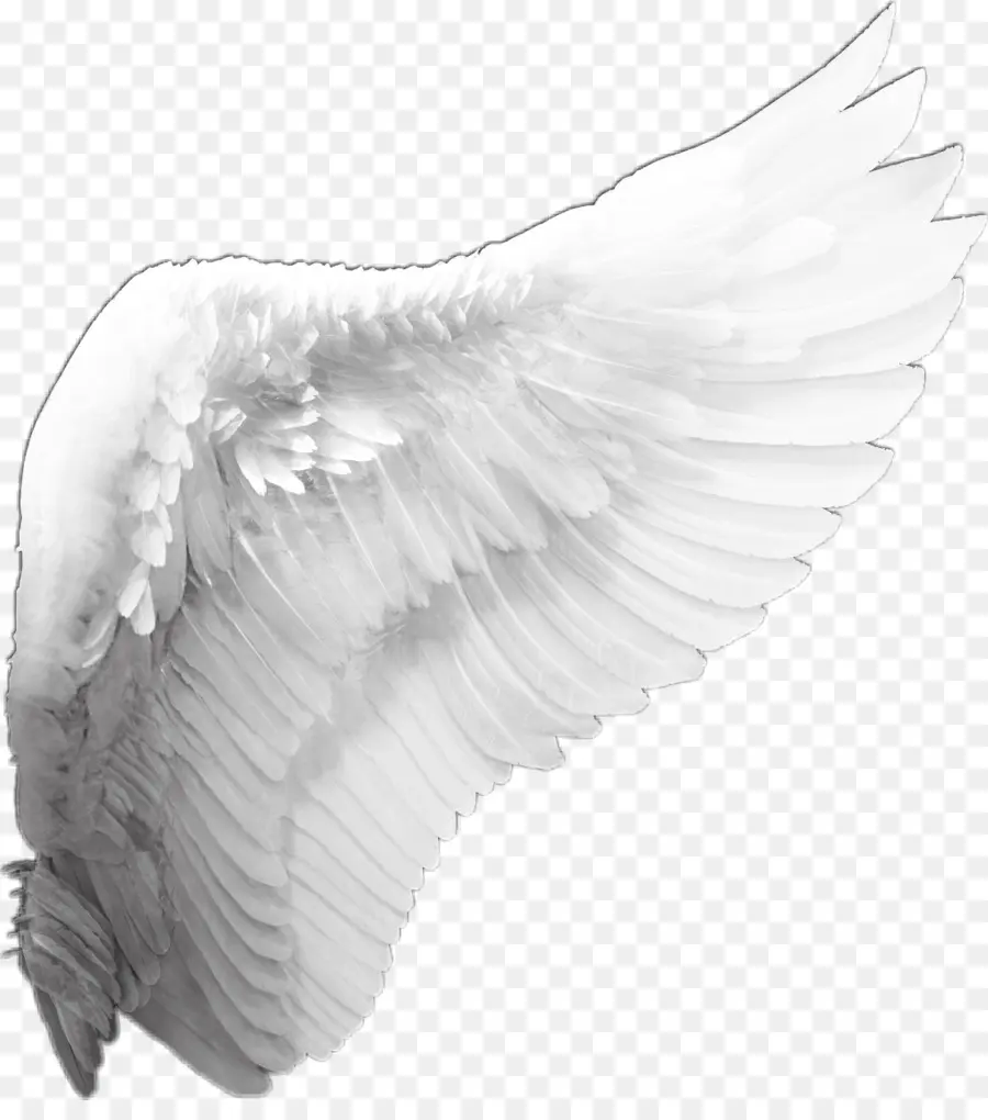 Ailes Blanches，Plumes PNG