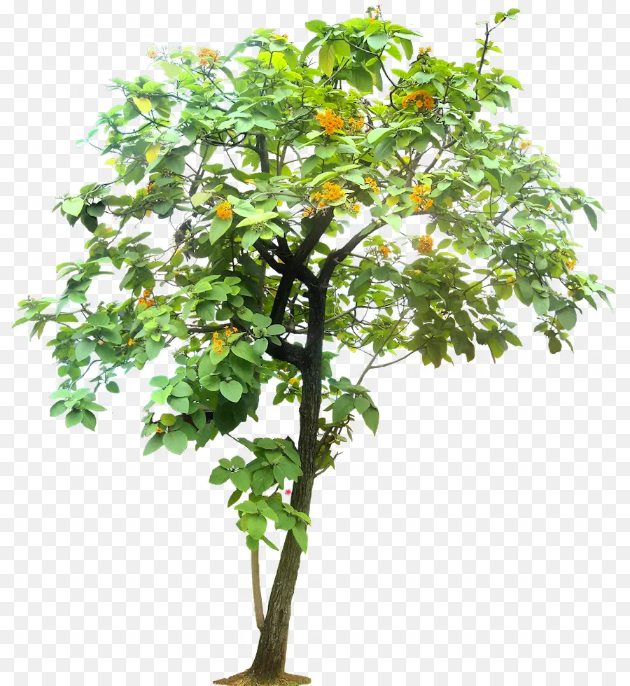 Arbre Vert，Feuilles PNG