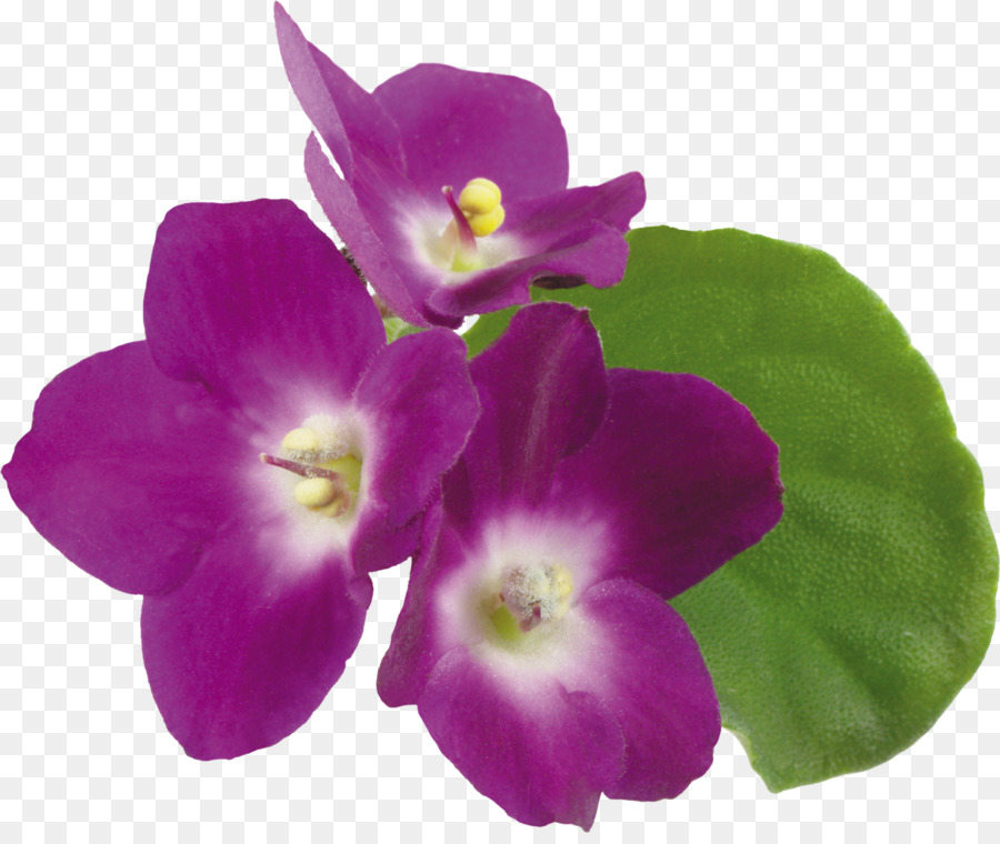 Violettes，Fleurs PNG