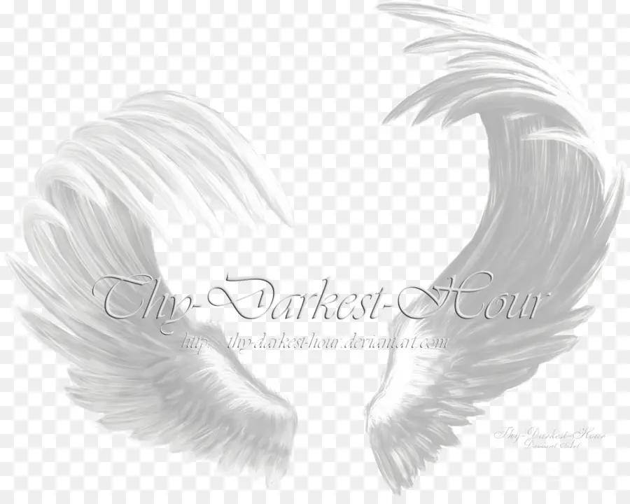 Ailes D'ange，Plumes PNG