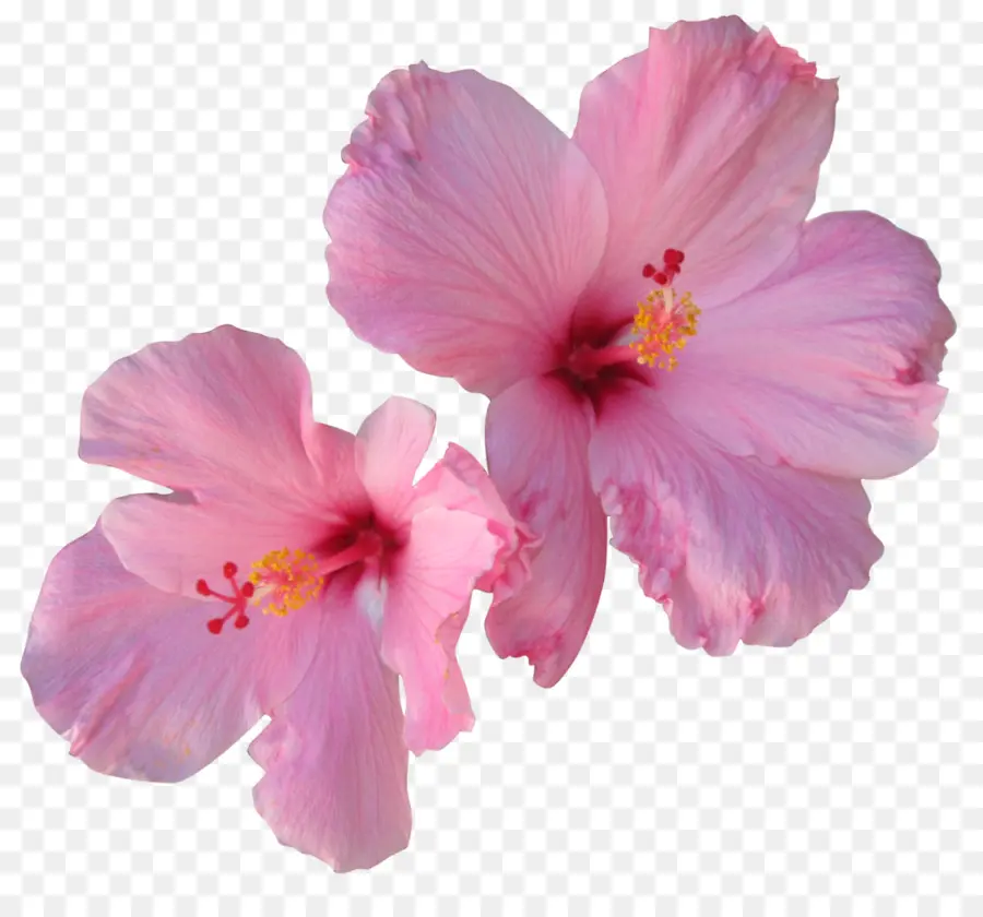 Hibiscus，Cheveux PNG