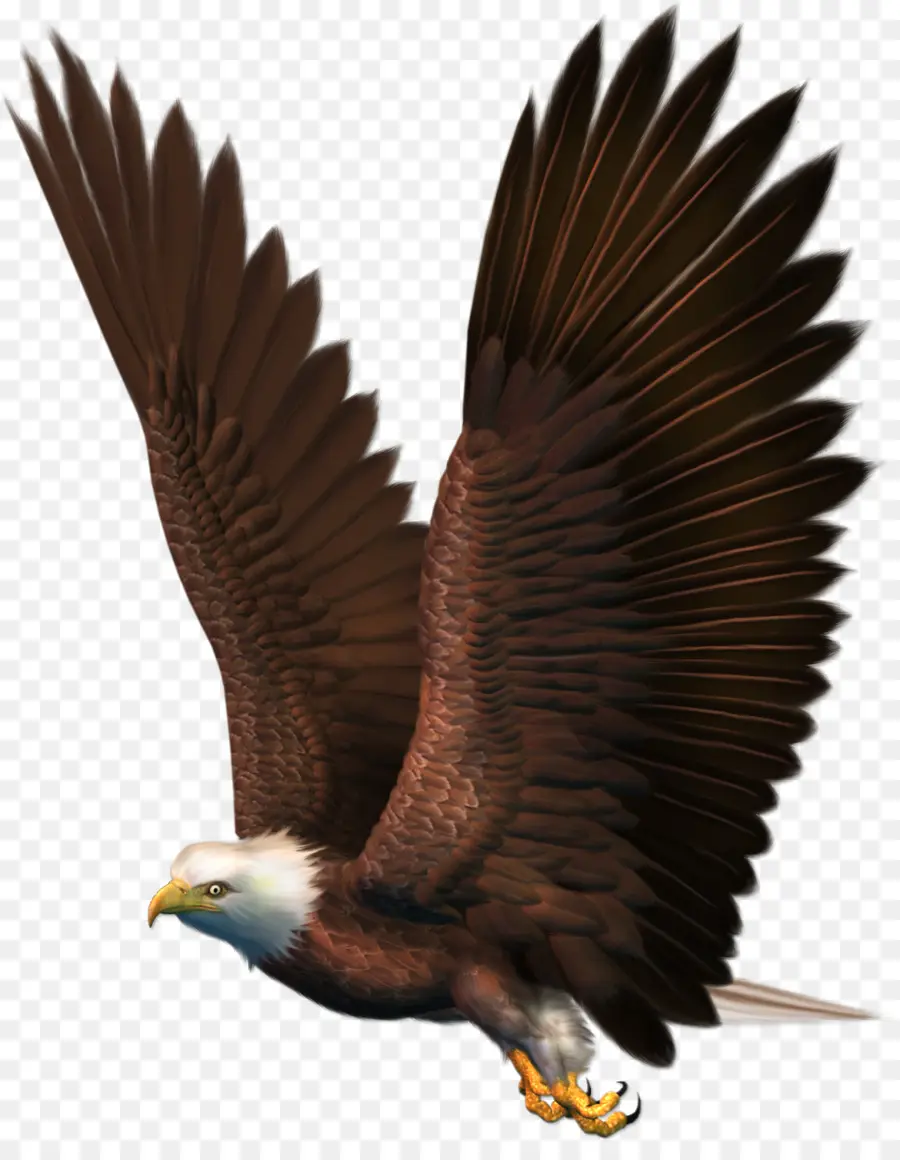 Aigle，Ailes PNG