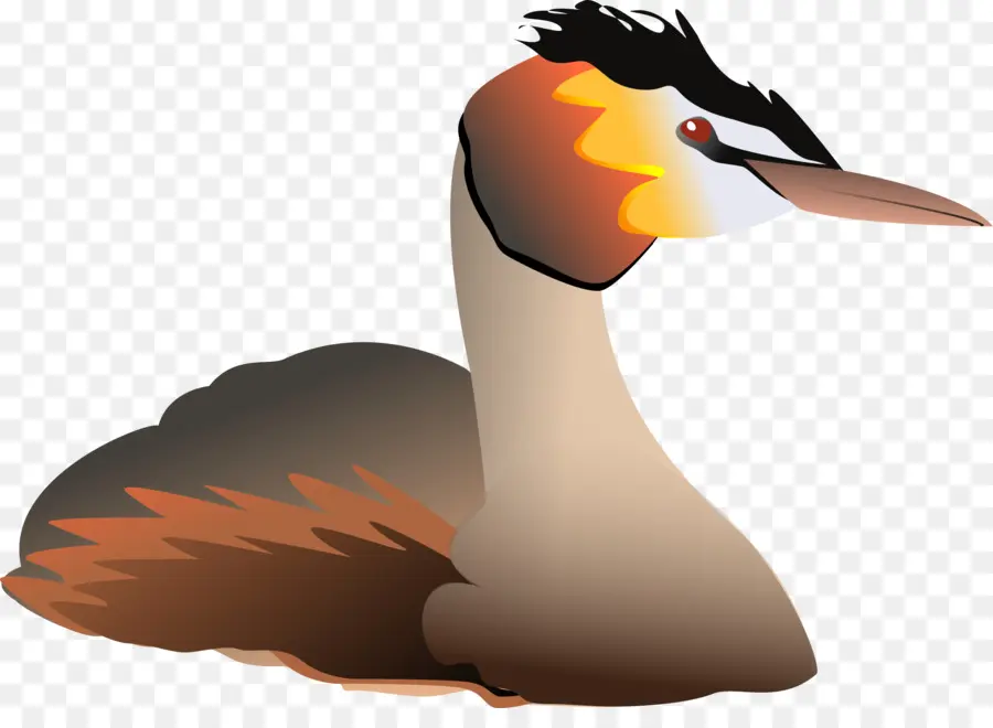 Oiseau，Plumes PNG